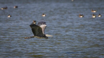 Gray heron flying low over water surface searching for food