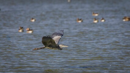 Gray heron flying low over water surface searching for food