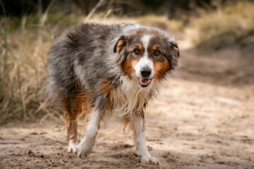 Australian Shepherd dog on a sandy path