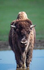 Majestic bison standing in a waterhole with a green field background