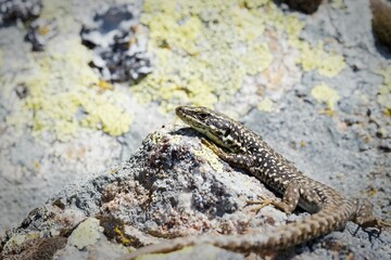 Lizard basking on a rock with lichen background