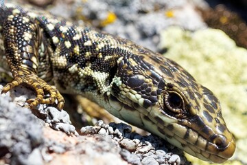 Close-up of a lizard resting on rocks