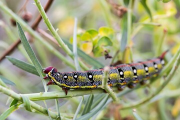 Maltese Spurge Hawkmoth Caterpillar (Hyles sammuti) in larva stage, eating spurge plant leaves.