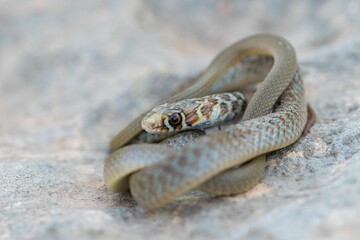 A young Western whip snake hatchling (Coluber viridiflavus carbonarius) in the island of Malta.