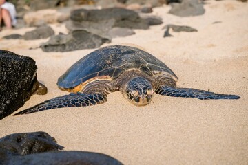 Sea turtle resting on a sandy beach