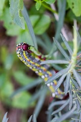 Maltese Spurge Hawkmoth Caterpillar (Hyles sammuti) in larva stage, eating spurge plant leaves.