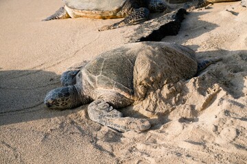 Sea turtles resting on a sandy beach in the sunlight.