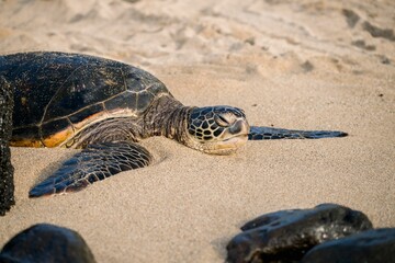 Sea turtle resting on a sandy beach