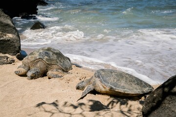 Sea turtles resting on a sandy beach near ocean waves.