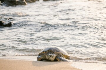 Sea turtle on sandy shore at sunset