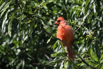 Vibrant red cardinal perched on a branch amidst lush green foliage on a sunny day