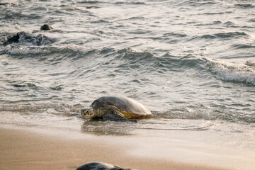 Sea turtle on the shore with ocean waves in the background.