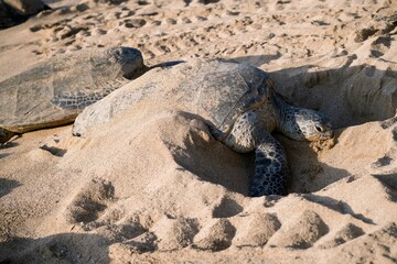 Sea turtle digging a nest on the beach