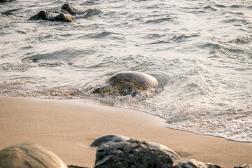 Sea turtle emerging from the ocean onto a sandy beach.