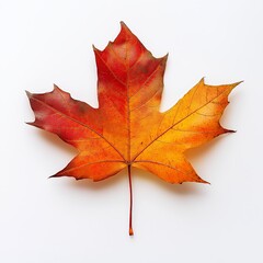 red and yellow autumn leaf on white background
