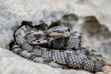 A detail shot of European Cat snake (Telescopus fallax) or Soosan Snake, on the island of Malta.