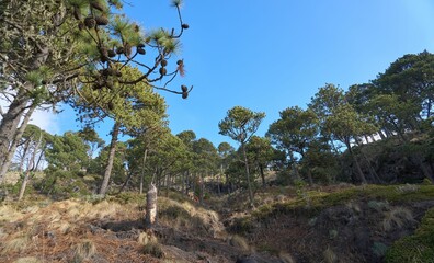 Scenic view of trees over a hill, under a clear blue sky on a sunny day