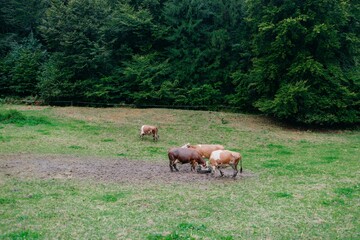 Group of cows grazing in a green field surrounded by dense forest