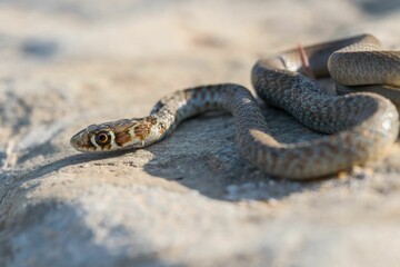 A young Western whip snake hatchling (Coluber viridiflavus carbonarius) in the island of Malta.