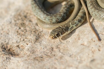 A juvenile Western whip snake (Coluber viridiflavus carbonarius) baskinin the island of Malta.