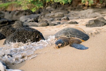 Sea turtle resting on a sandy beach with waves and rocks.