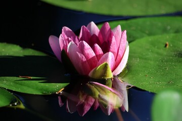 Close-up of a pink water lily flower on a green lily pad with its reflection in the water