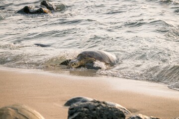 Sea turtle crawling on the sandy beach washed by gentle waves. Maui, Hawaii