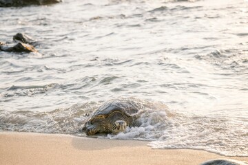 Sea turtle emerging onto a sandy beach