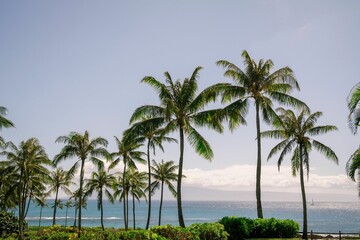 Scenic view of palm trees by the ocean. Maui, Hawaii