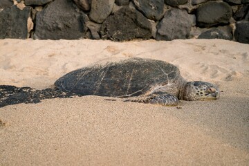 Sea turtle resting on the sandy beach with a stone wall in the background. Maui, Hawaii