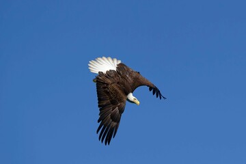 Obraz premium Bald eagle begins a dive towards prey below