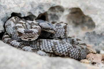 A detail shot of European Cat snake (Telescopus fallax) or Soosan Snake, on the island of Malta.
