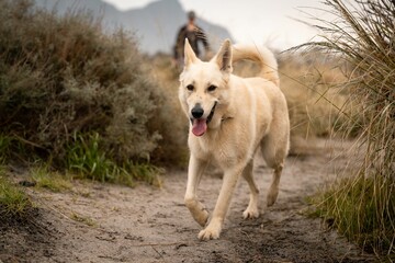 Korean Jindo dog breed standing in shallow water, playing and enjoying the outdoors