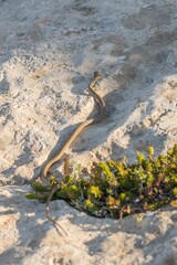 A young Western whip snake hatchling (Coluber viridiflavus carbonarius) in the island of Malta.