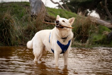 Korean Jindo Dog standing in water, playing with a stick on a sunny day