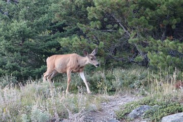 Deer walking through a forested area
