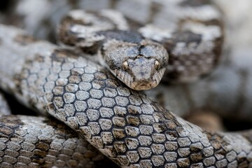 A detail shot of European Cat snake (Telescopus fallax) or Soosan Snake, on the island of Malta.