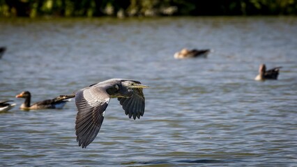 Gray heron flying low over water surface searching for food