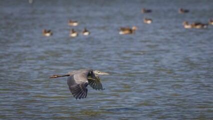 Gray heron flying low over water surface searching for food