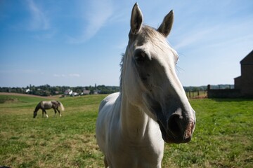 Obraz premium Close-up of a white horse in a field.