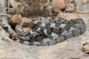 A detail shot of European Cat snake (Telescopus fallax) or Soosan Snake, on the island of Malta.