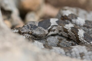 A detail shot of European Cat snake (Telescopus fallax) or Soosan Snake, on the island of Malta.