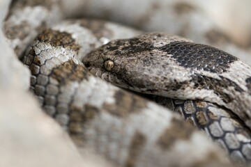 A detail shot of European Cat snake (Telescopus fallax) or Soosan Snake, on the island of Malta.
