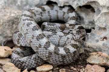 A detail shot of European Cat snake (Telescopus fallax) or Soosan Snake, on the island of Malta.