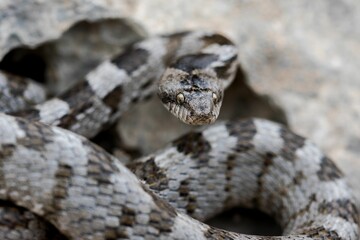 A detail shot of European Cat snake (Telescopus fallax) or Soosan Snake, on the island of Malta.