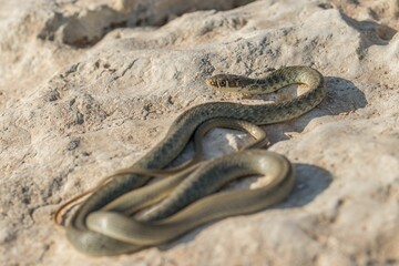 A juvenile Western whip snake (Coluber viridiflavus carbonarius) basking in the island of Malta.