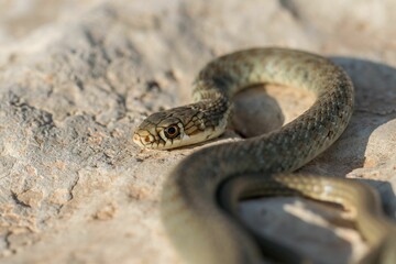 A juvenile Western whip snake (Coluber viridiflavus carbonarius) baskinin the island of Malta.