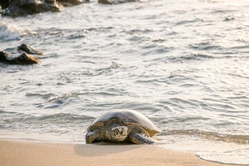 Sea turtle resting on sandy shore at sunset.