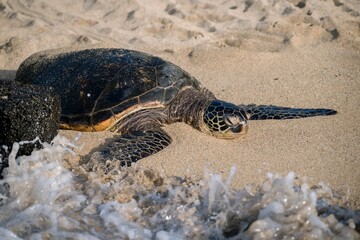 Sea turtle resting on a sandy beach with ocean waves.