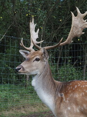 deer in the woods
